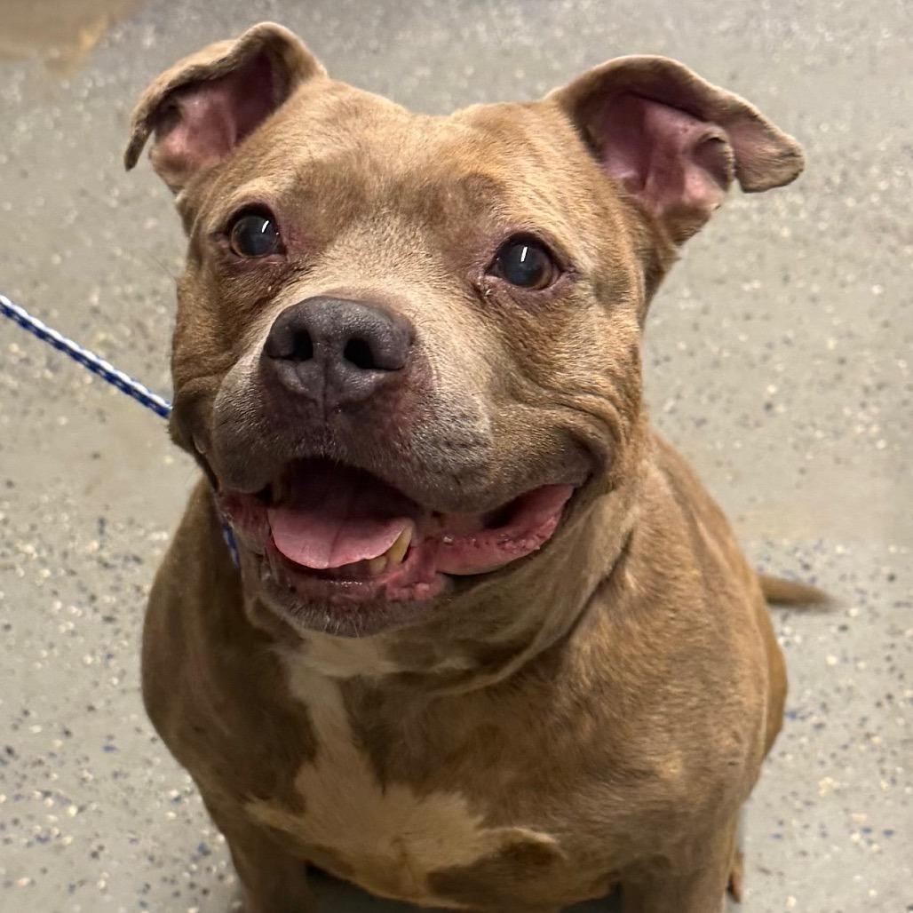 Connie, Adoptable, Senior Female Mixed Breed & Mixed Breed.