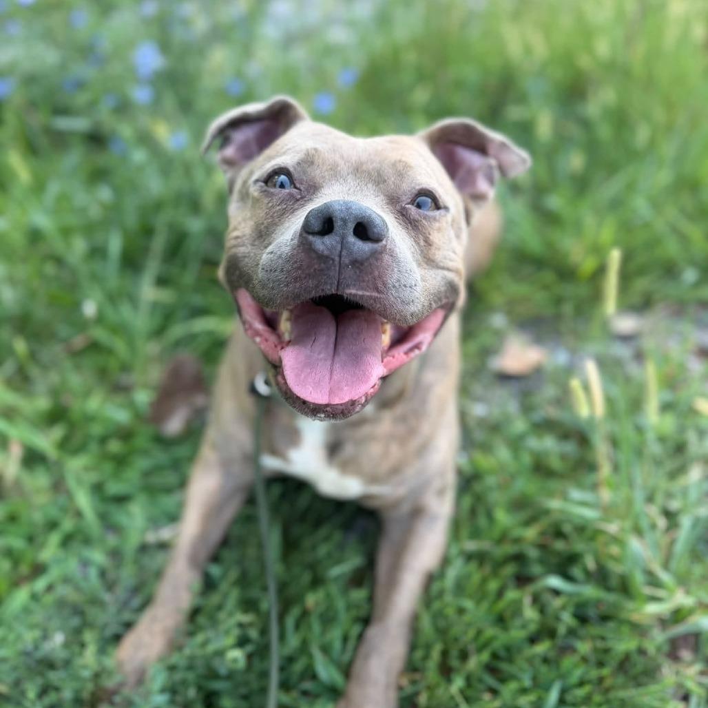 Enlarge Connie, a Adoptable mixed breed in Jeffersonville, IN image 2/2