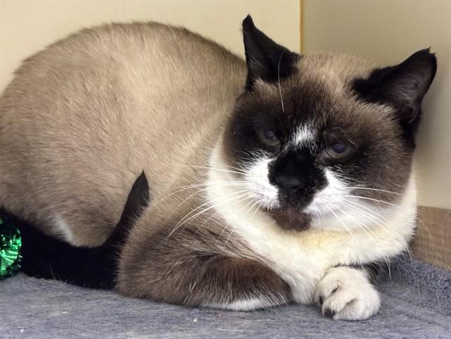 SHELBY, Adoptable, Senior Female Domestic Short Hair.