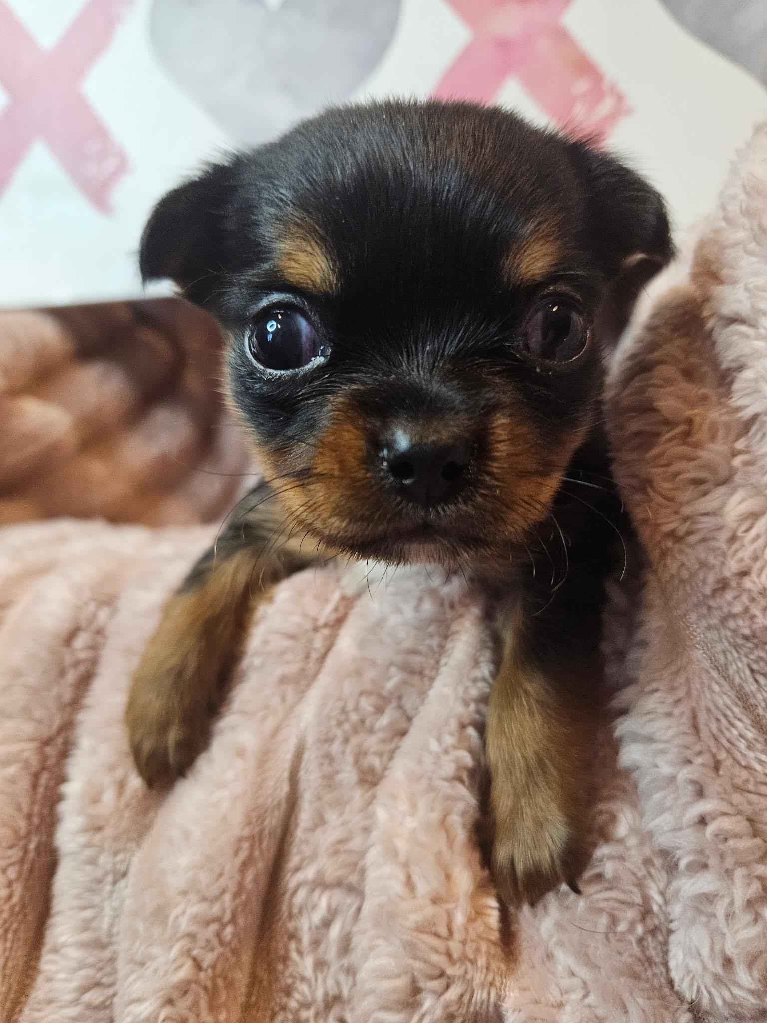 Holly, ADOPTABLE, Puppy Female Dachshund.