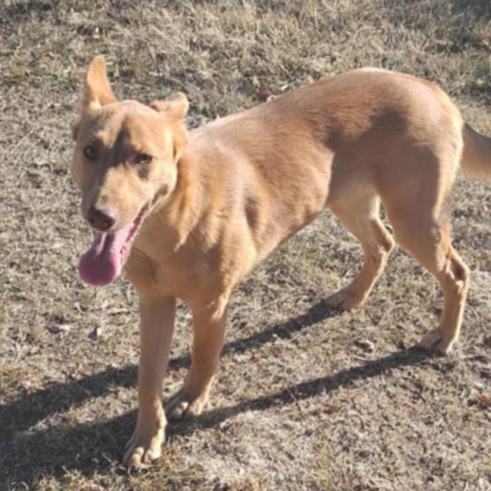 Sheila, a Adoptable mixed breed in Poughkeepsie, NY image 1/6