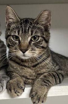 Enlarge Jesse 8.8.25, a Adoptable Domestic Short Hair in Apopka, FL image 2/2
