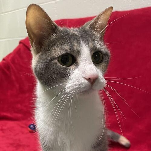 Poblano, a ADOPTABLE Domestic Short Hair in Jackson, MI image 5/6