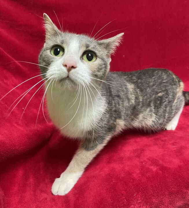 Poblano, a ADOPTABLE Domestic Short Hair in Jackson, MI image 2/6