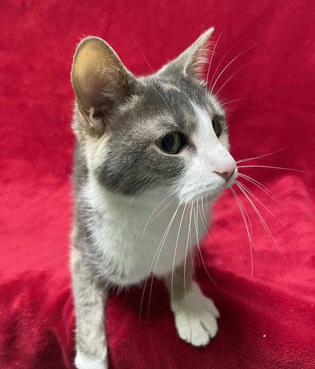Poblano, a ADOPTABLE Domestic Short Hair in Jackson, MI image 4/6