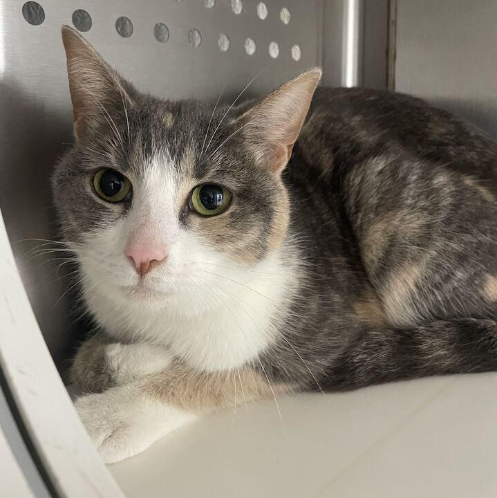 Poblano, a ADOPTABLE Domestic Short Hair in Jackson, MI image 6/6