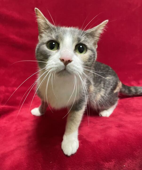 Poblano, a ADOPTABLE Domestic Short Hair in Jackson, MI image 3/6