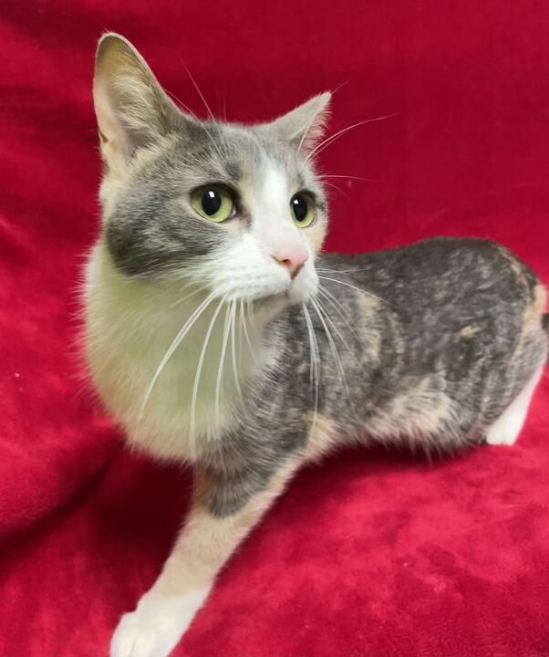 Poblano, a ADOPTABLE Domestic Short Hair in Jackson, MI image 1/6