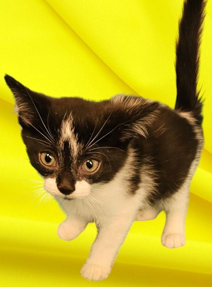 Cat for adoption Mr Meowgi, a Domestic Short Hair & Tabby Mix in New