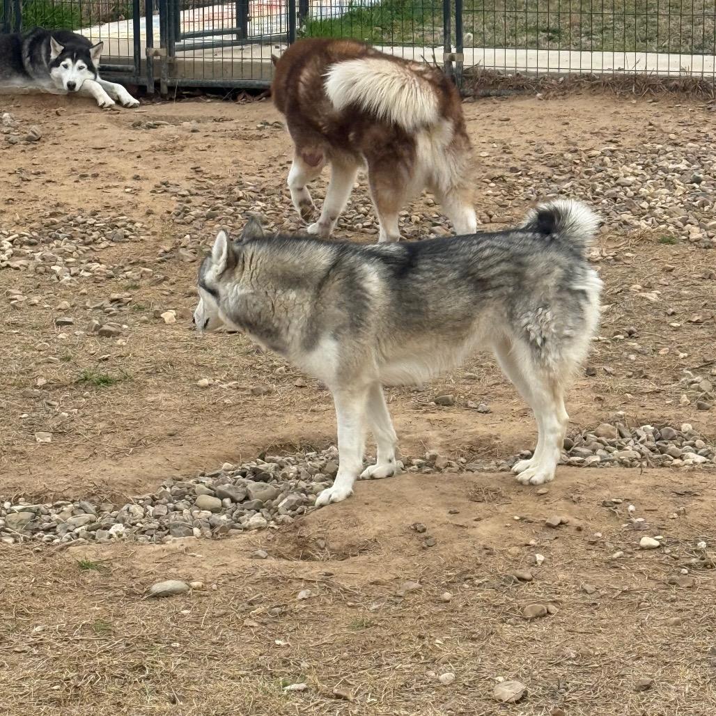 Enlarge Merida, a Adoptable Husky in Eufaula, OK image 1/6