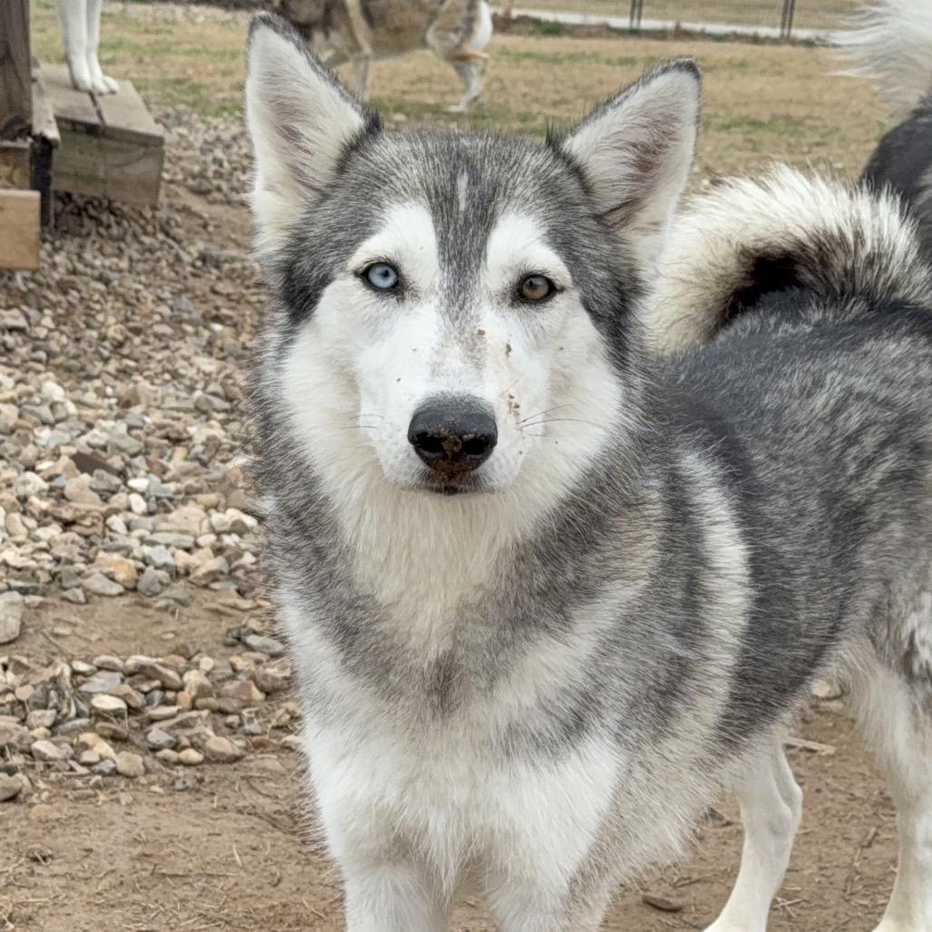 Enlarge Merida, a Adoptable Husky in Eufaula, OK image 1/6