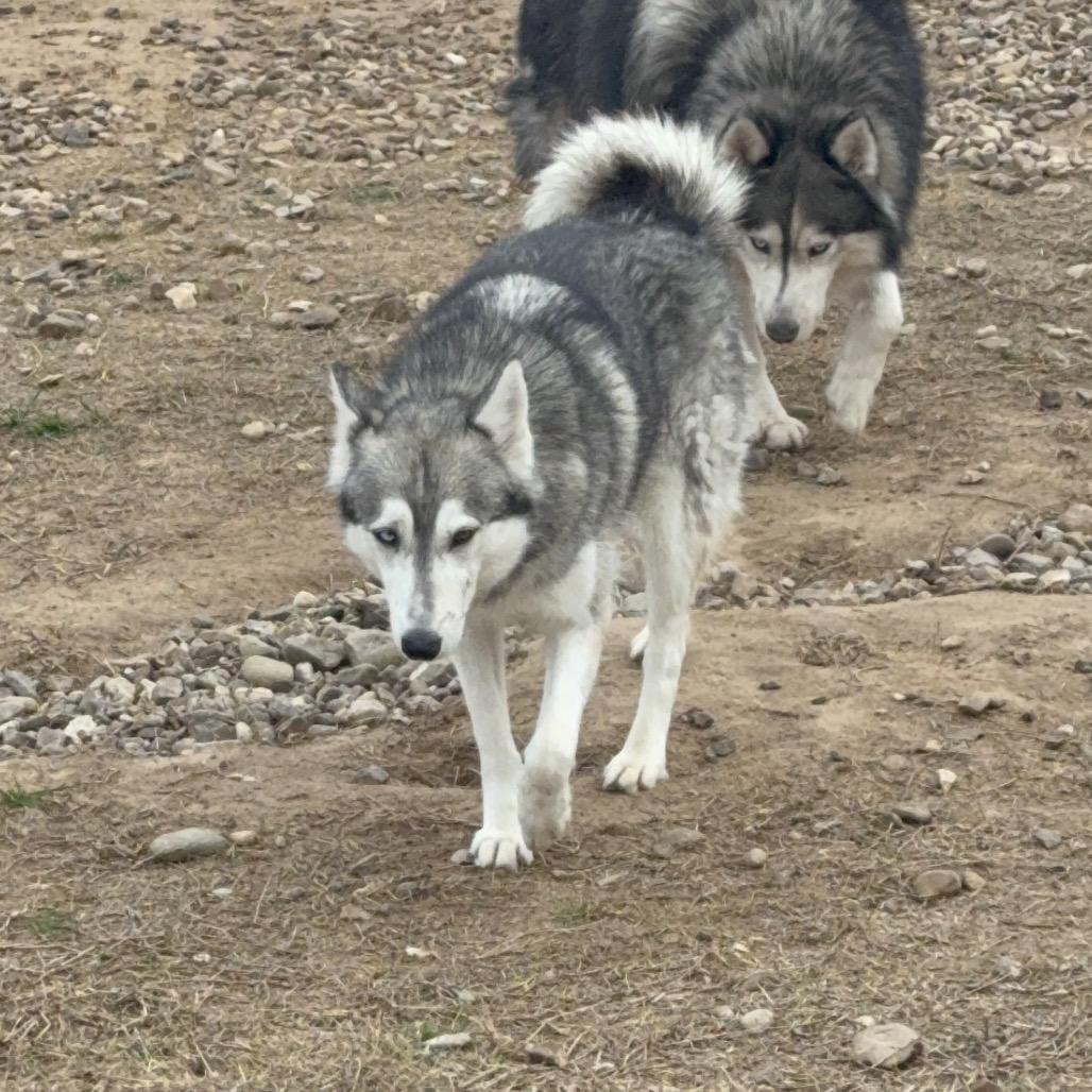 Enlarge Merida, a Adoptable Husky in Eufaula, OK image 2/6