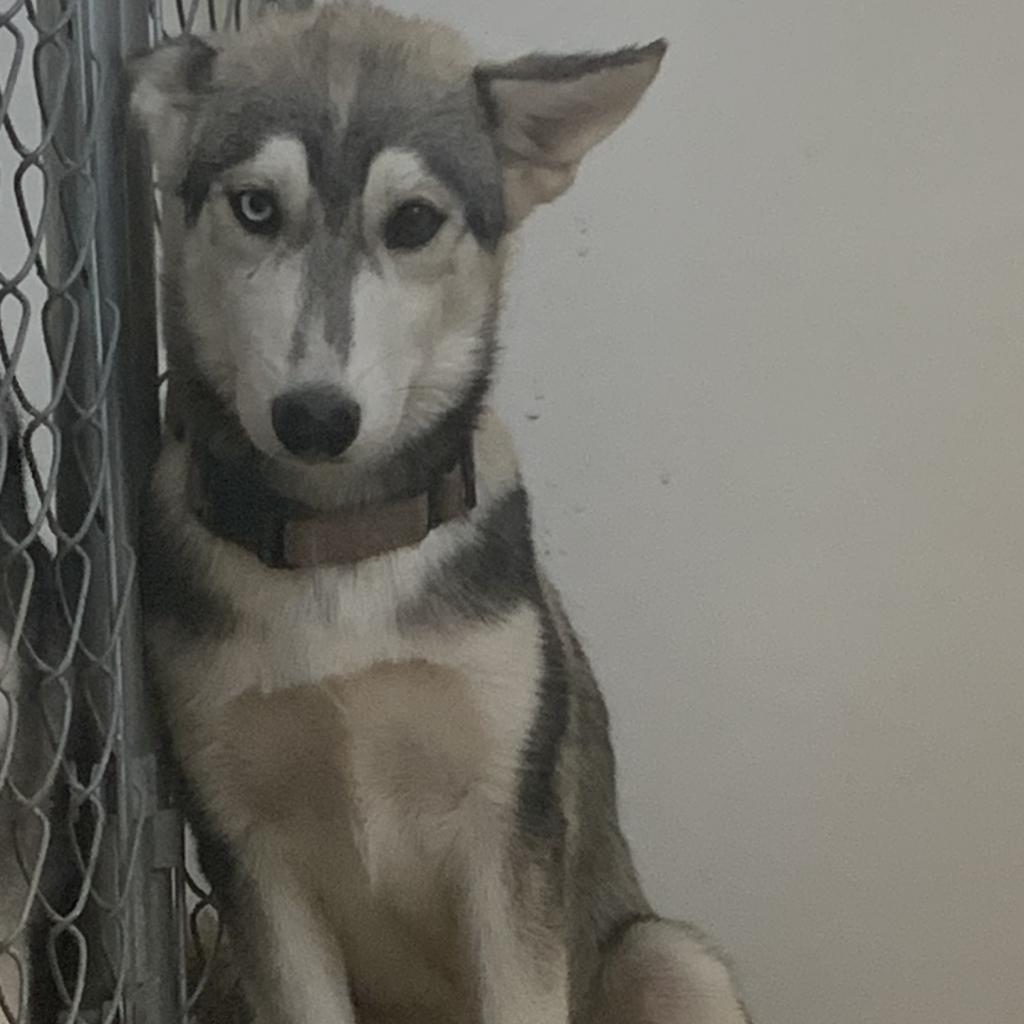 Merida, Adoptable, Adult Female Husky.