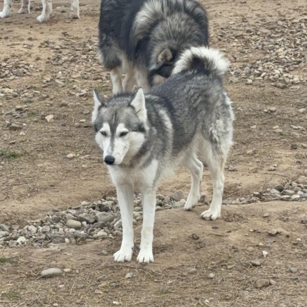 Enlarge Merida, a Adoptable Husky in Eufaula, OK image 5/6