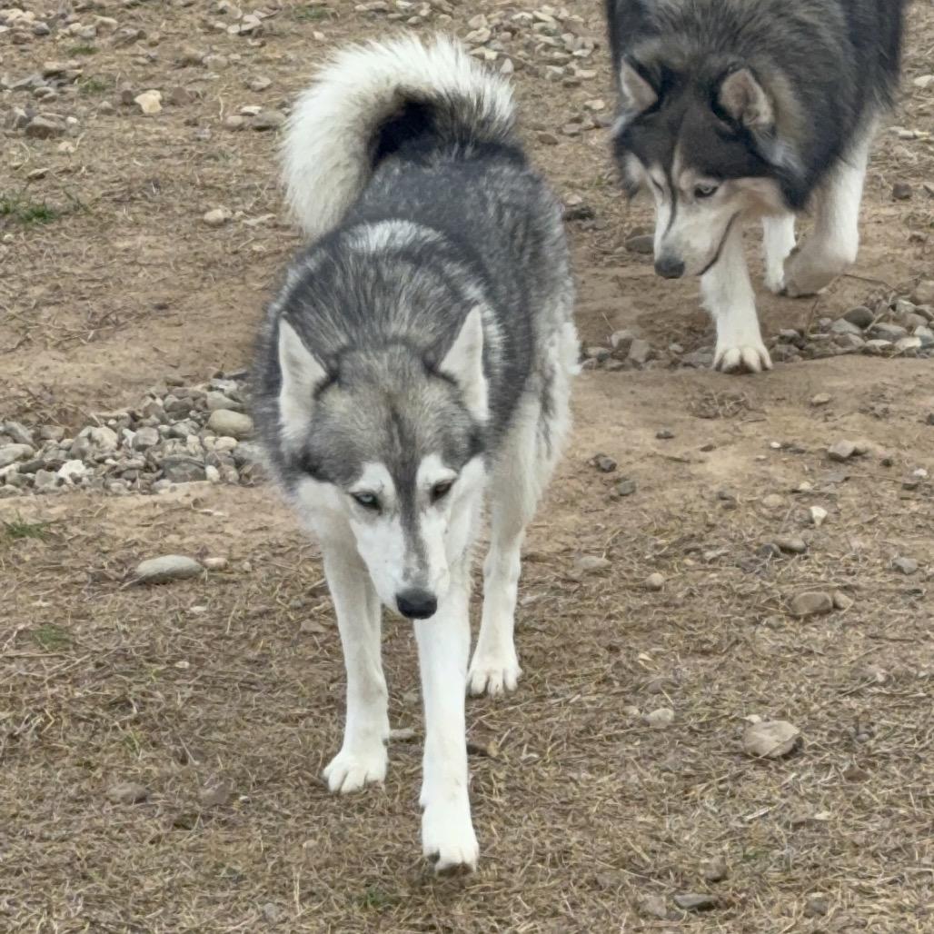 Enlarge Merida, a Adoptable Husky in Eufaula, OK image 4/6