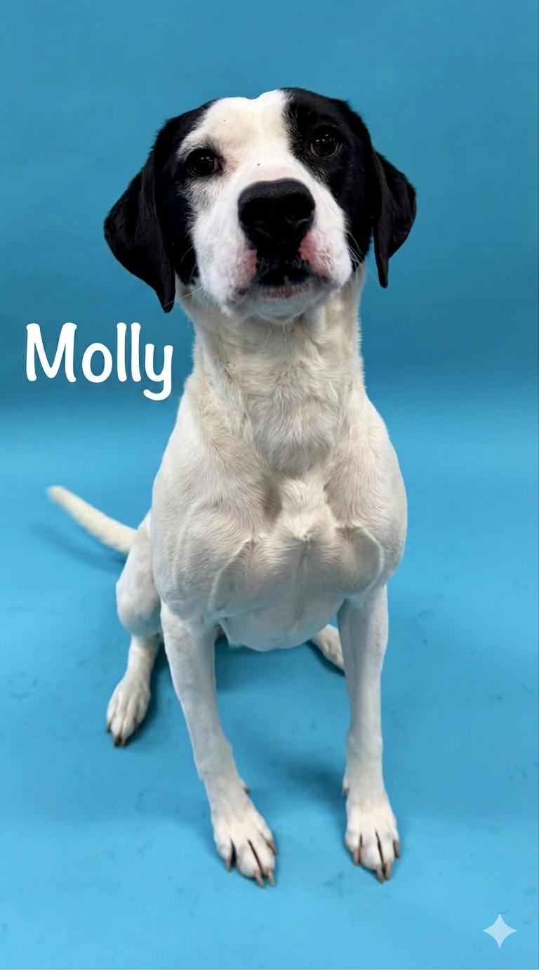 Enlarge Molly, a Adoptable mixed breed in Shelbyville, KY image 2/4