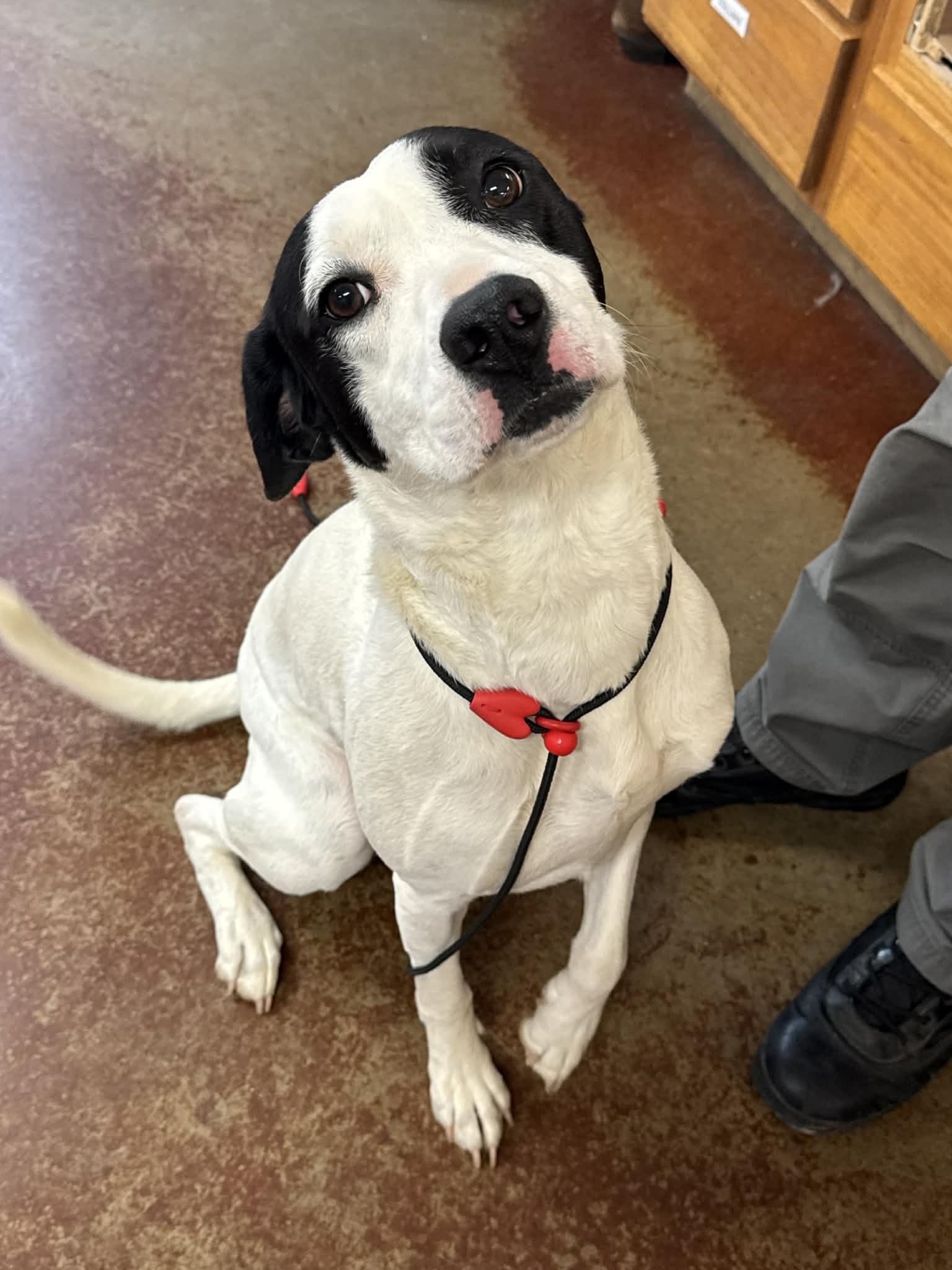 Enlarge Molly, a Adoptable mixed breed in Shelbyville, KY image 3/4