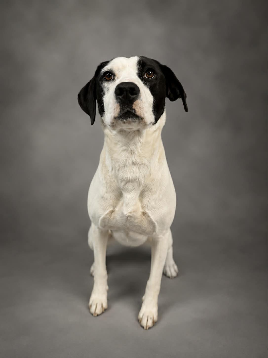 Enlarge Molly, a Adoptable mixed breed in Shelbyville, KY image 1/4