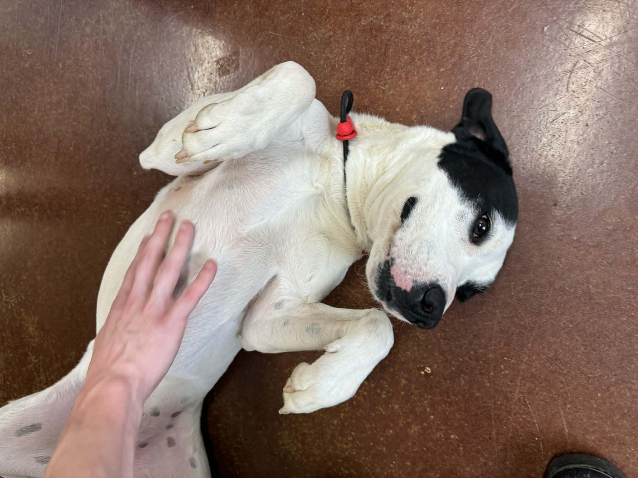 Enlarge Molly, a Adoptable mixed breed in Shelbyville, KY image 4/4