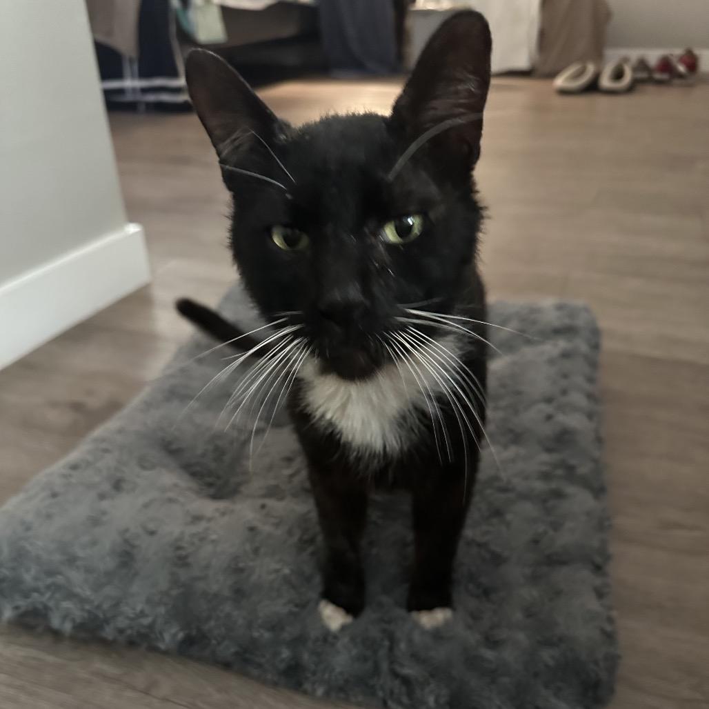 Enlarge Pepe, a Adoptable Domestic Short Hair in Los Angeles, CA image 1/1