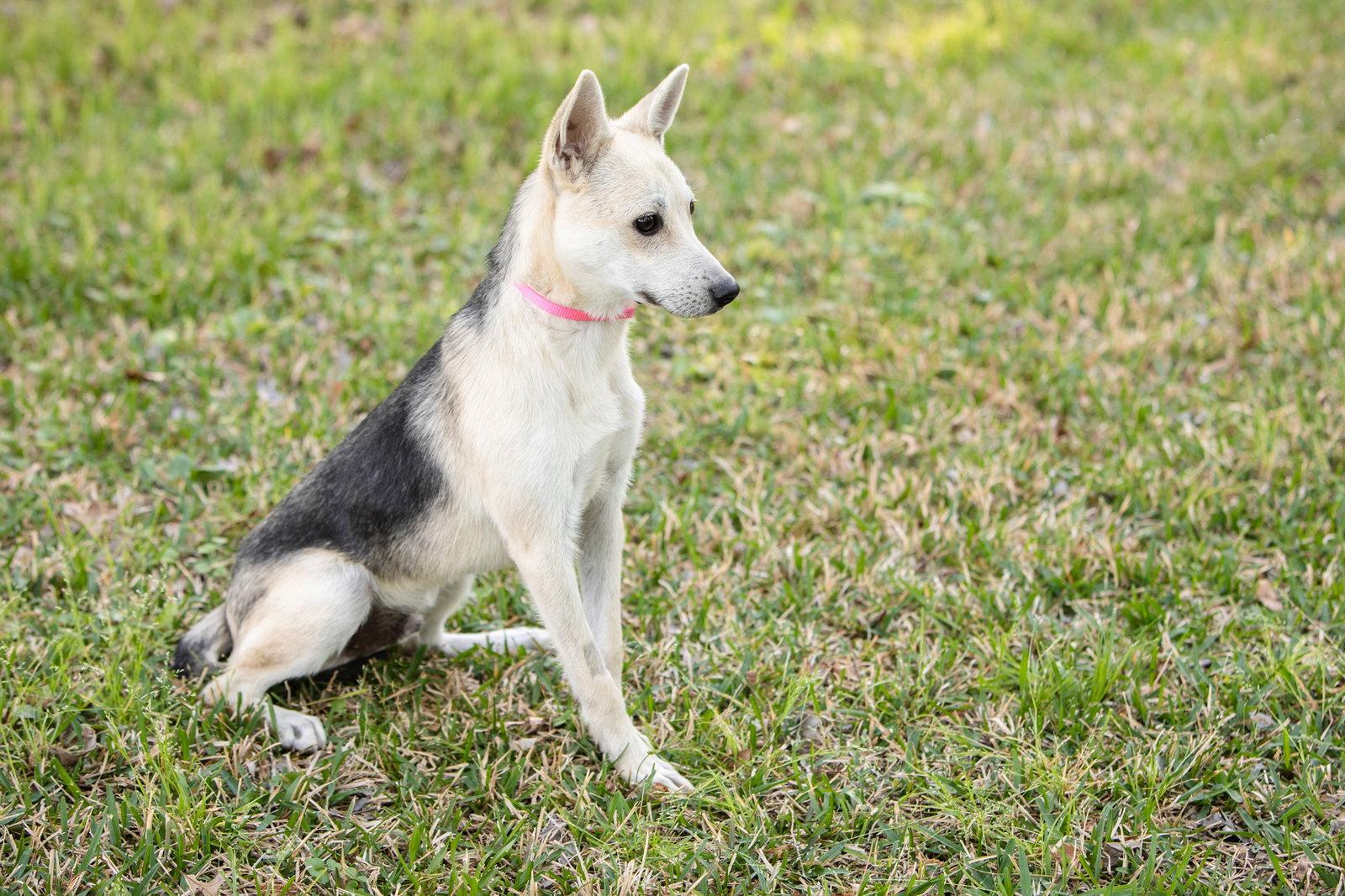 Roscoe, Adoptable, Young Male German Shepherd Dog.