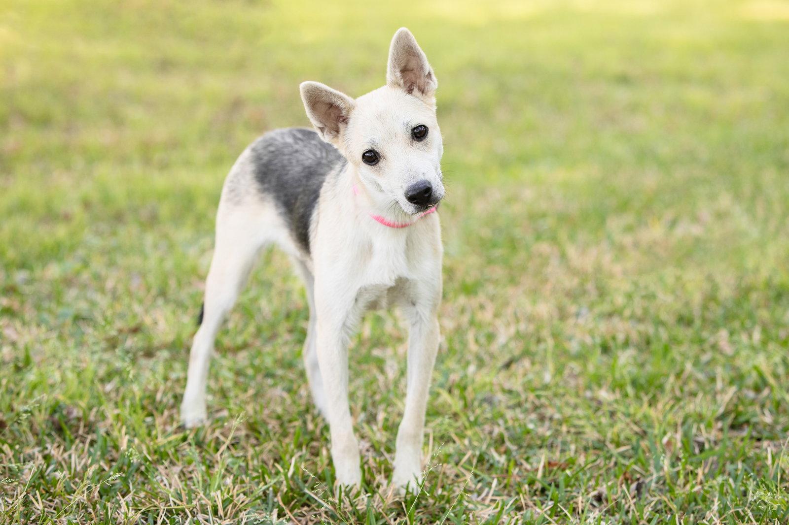 Roscoe, a Adoptable German Shepherd Dog in Montgomery, AL image 2/3