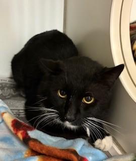 Harrison, ADOPTABLE, Adult Male Domestic Short Hair.
