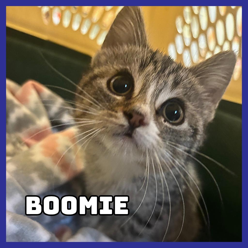 Boomie, Adoptable, Kitten Female Domestic Short Hair.