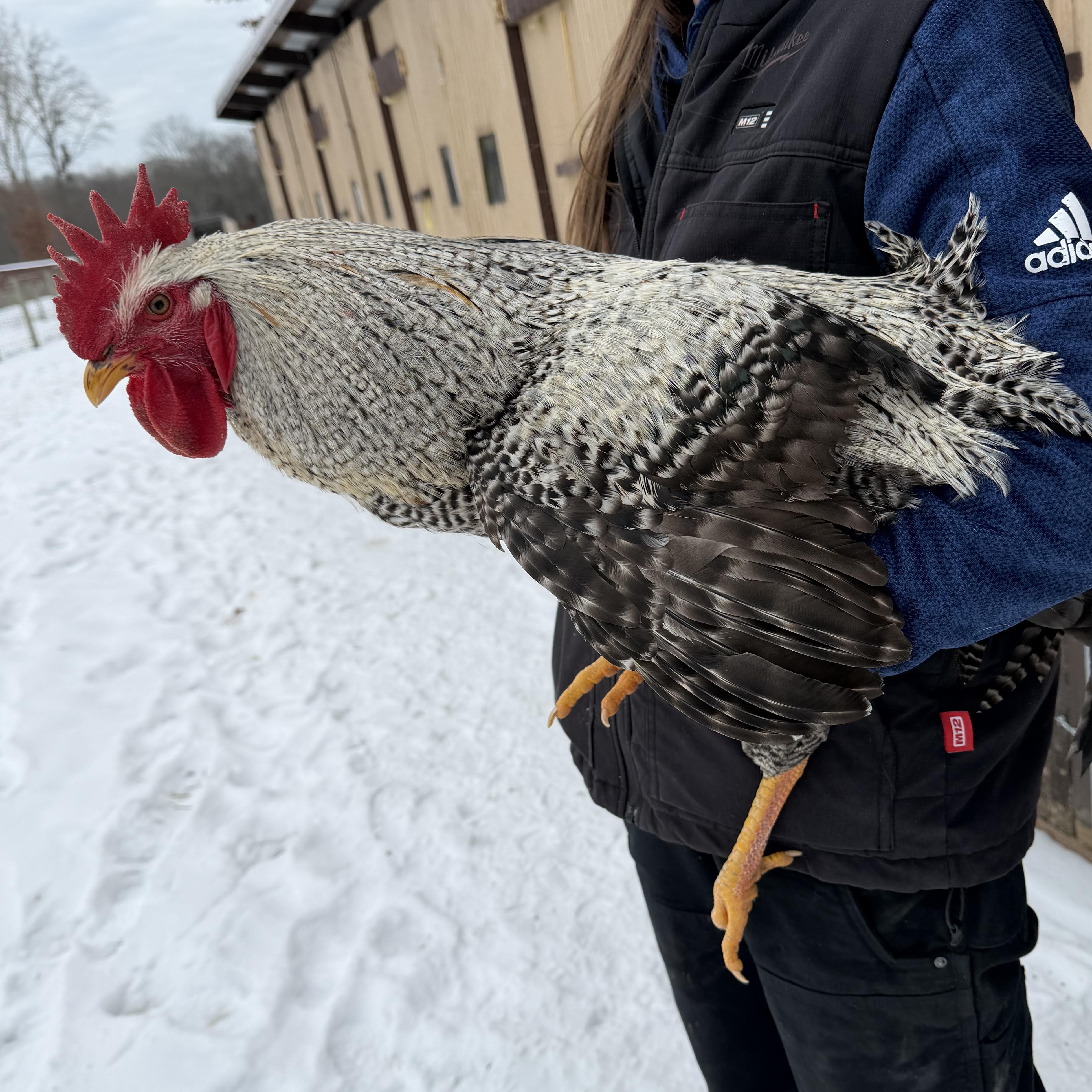 Wookie , ADOPTABLE, Adult Male Chicken.