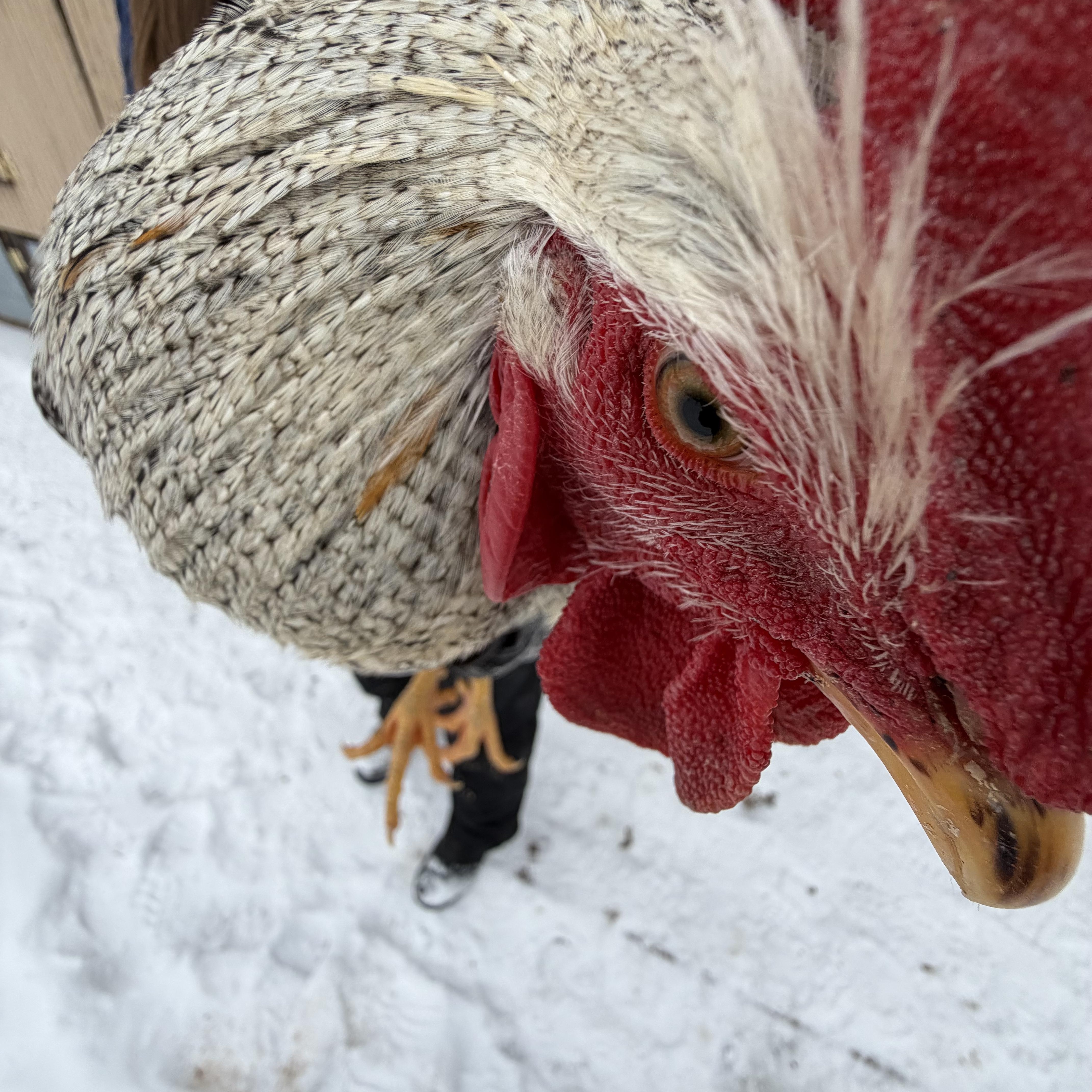 Wookie , a ADOPTABLE Chicken in Ravenna, OH image 2/2