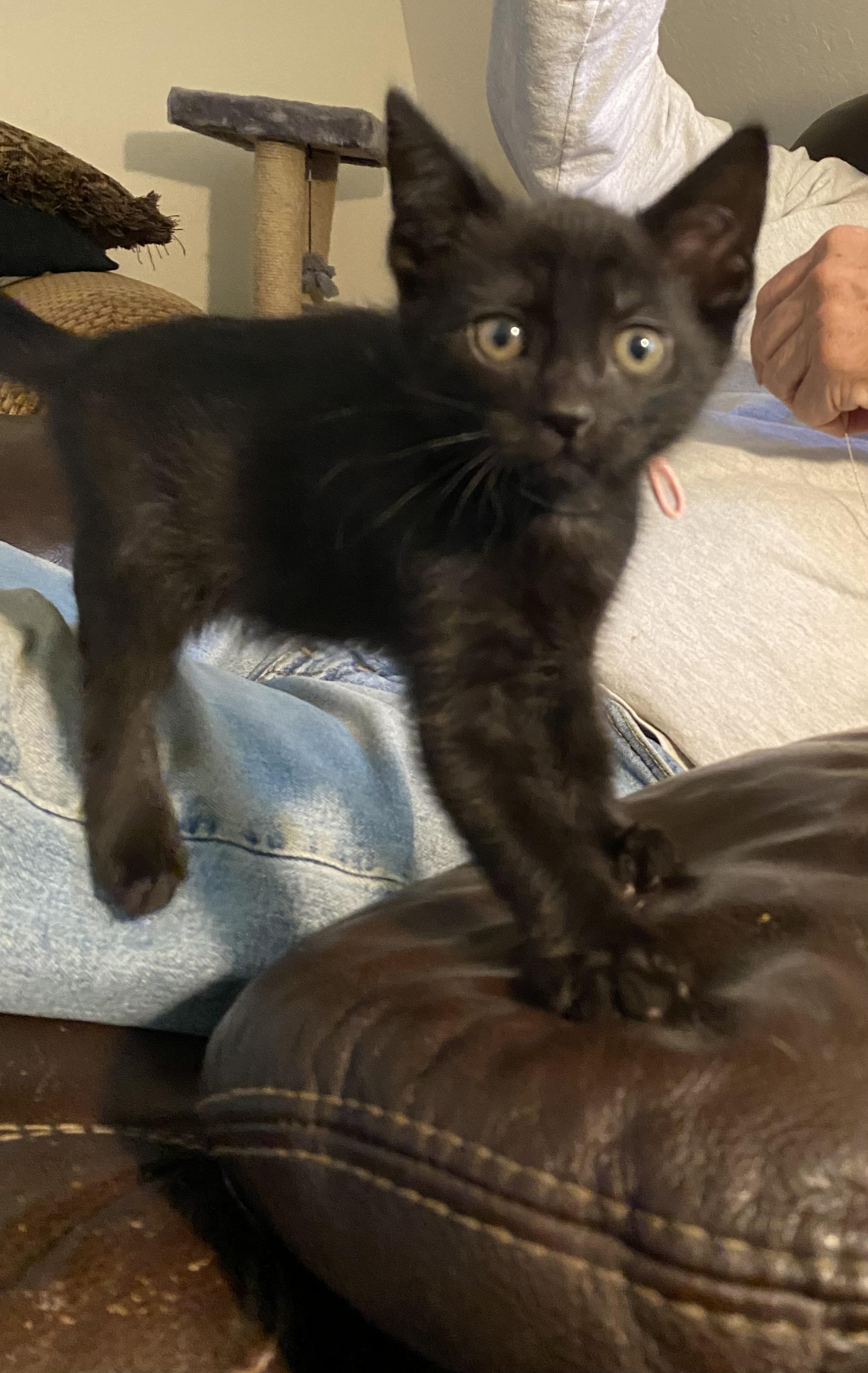 Enlarge Elvira, a ADOPTABLE Domestic Short Hair in Santa Cruz, CA image 2/6