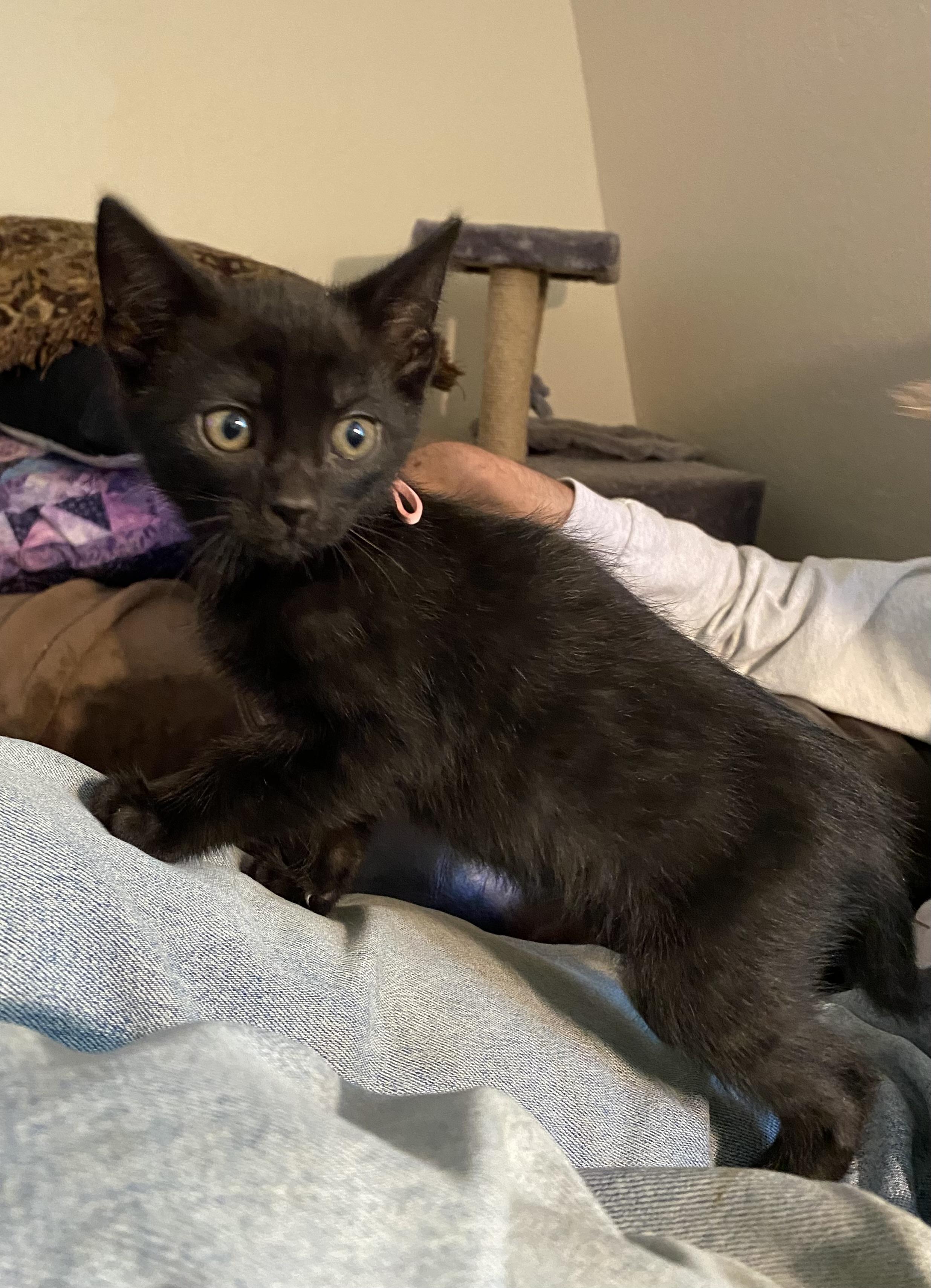 Enlarge Elvira, a ADOPTABLE Domestic Short Hair in Santa Cruz, CA image 4/6