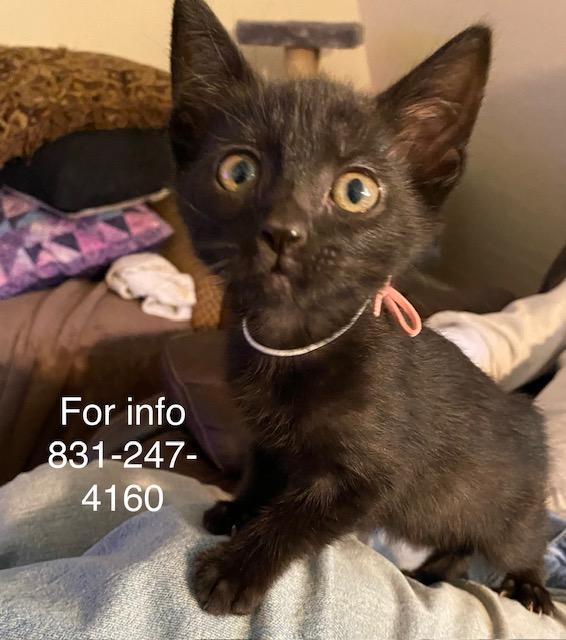 Enlarge Elvira, a ADOPTABLE Domestic Short Hair in Santa Cruz, CA image 1/6