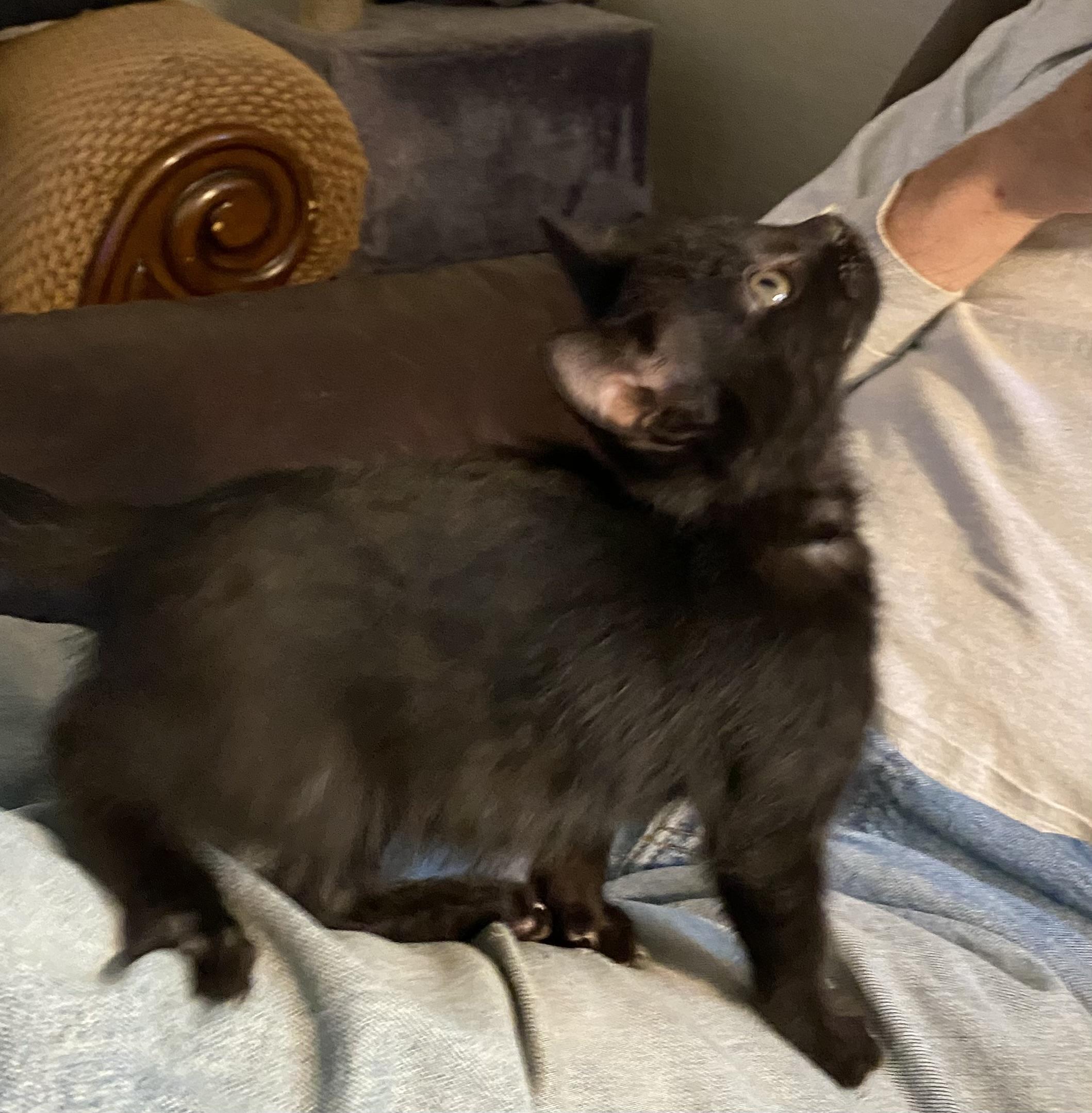 Enlarge Elvira, a ADOPTABLE Domestic Short Hair in Santa Cruz, CA image 3/6