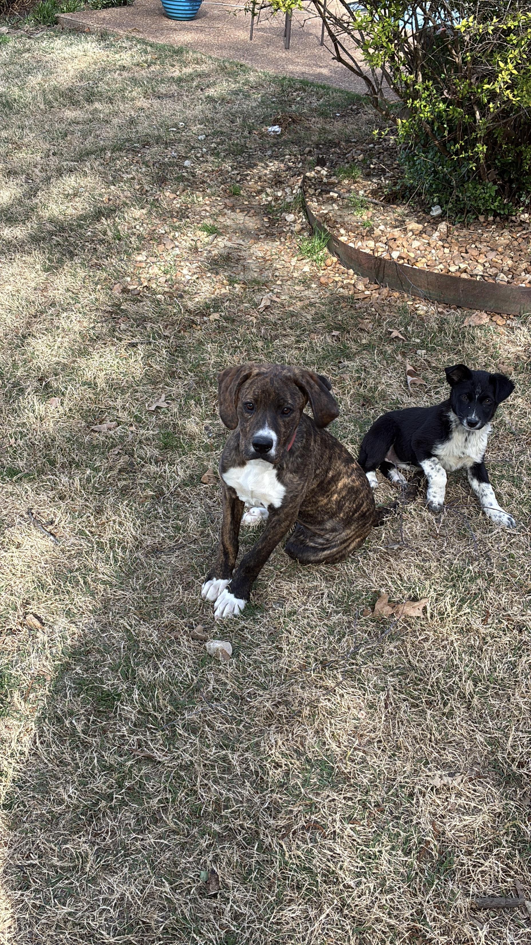 Enlarge Phoenix , a Adoptable mixed breed in West Greenwich , RI image 2/5