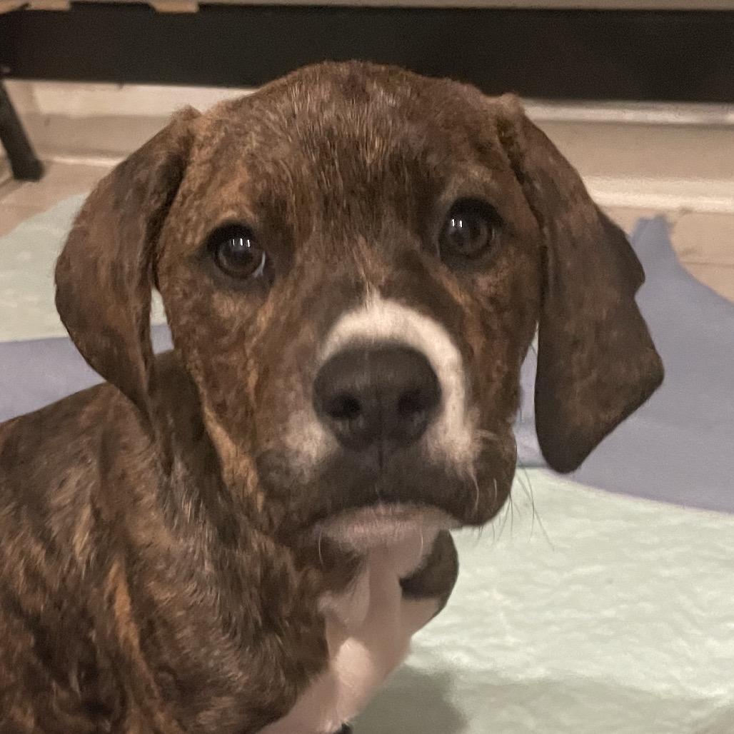 Enlarge Phoenix , a Adoptable mixed breed in West Greenwich , RI image 5/6