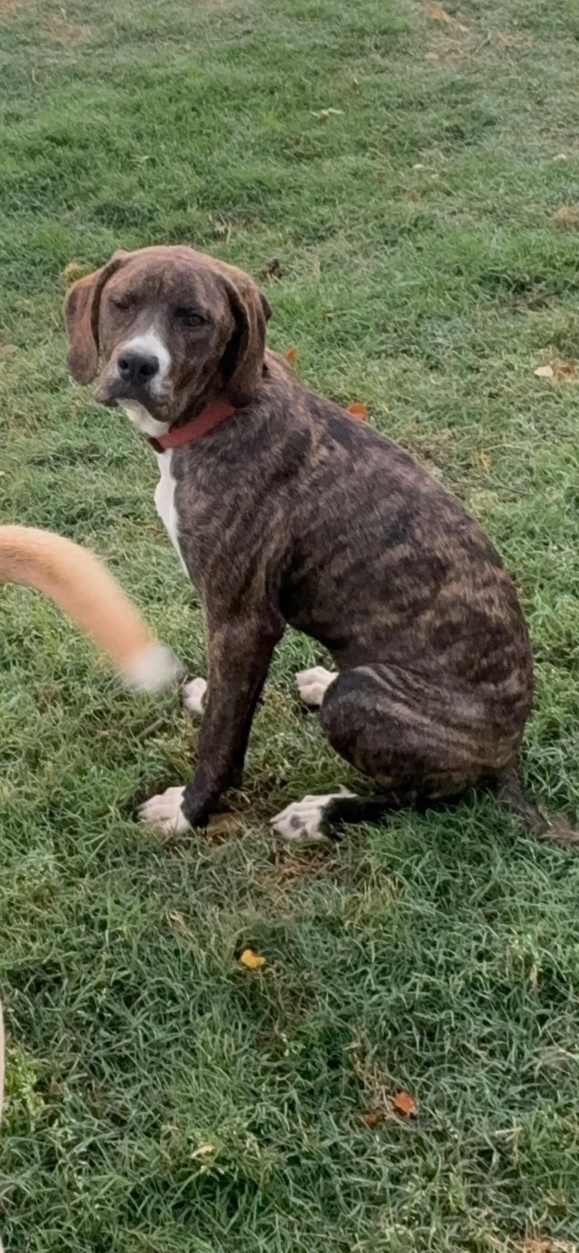 Phoenix , a Adoptable mixed breed in West Greenwich , RI image 6/6