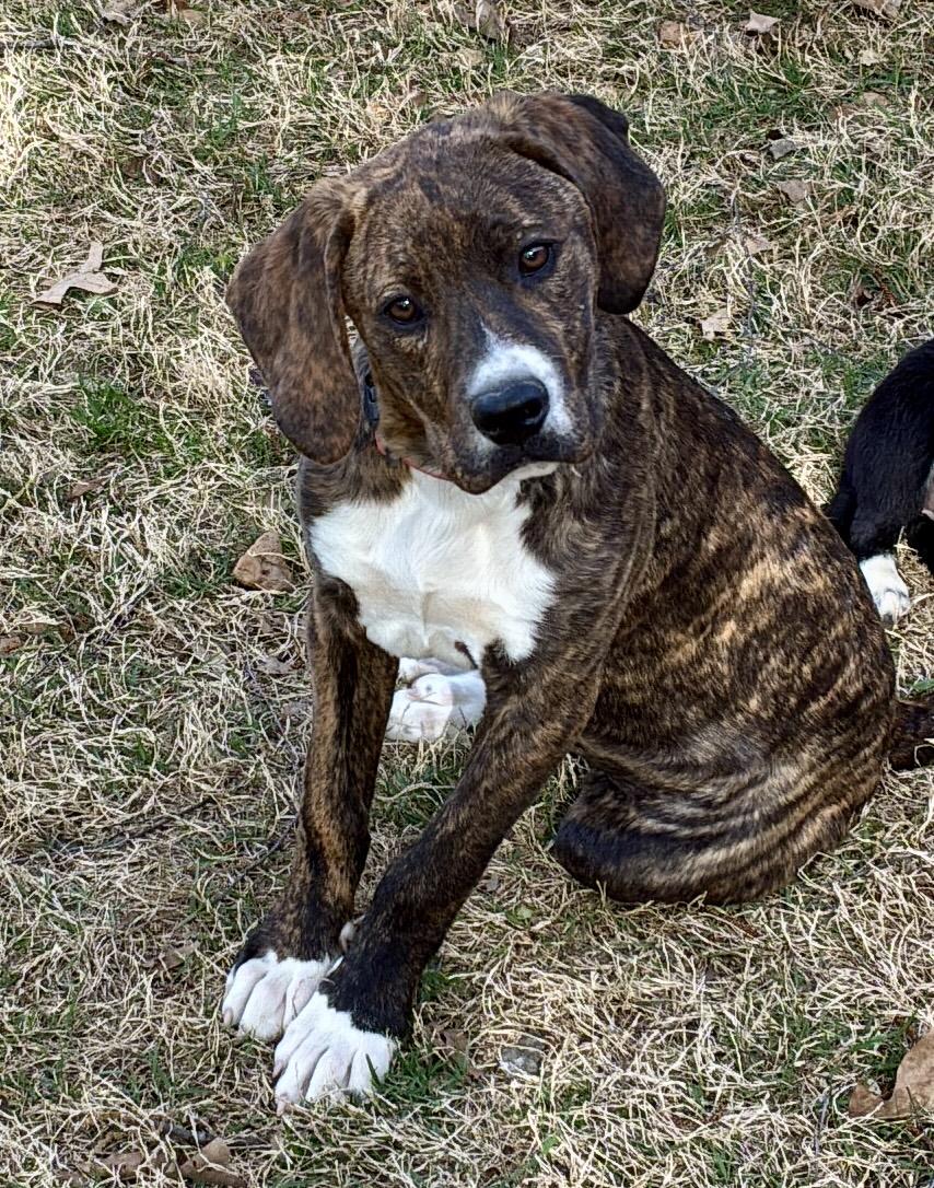 Enlarge Phoenix , a Adoptable mixed breed in West Greenwich , RI image 4/5