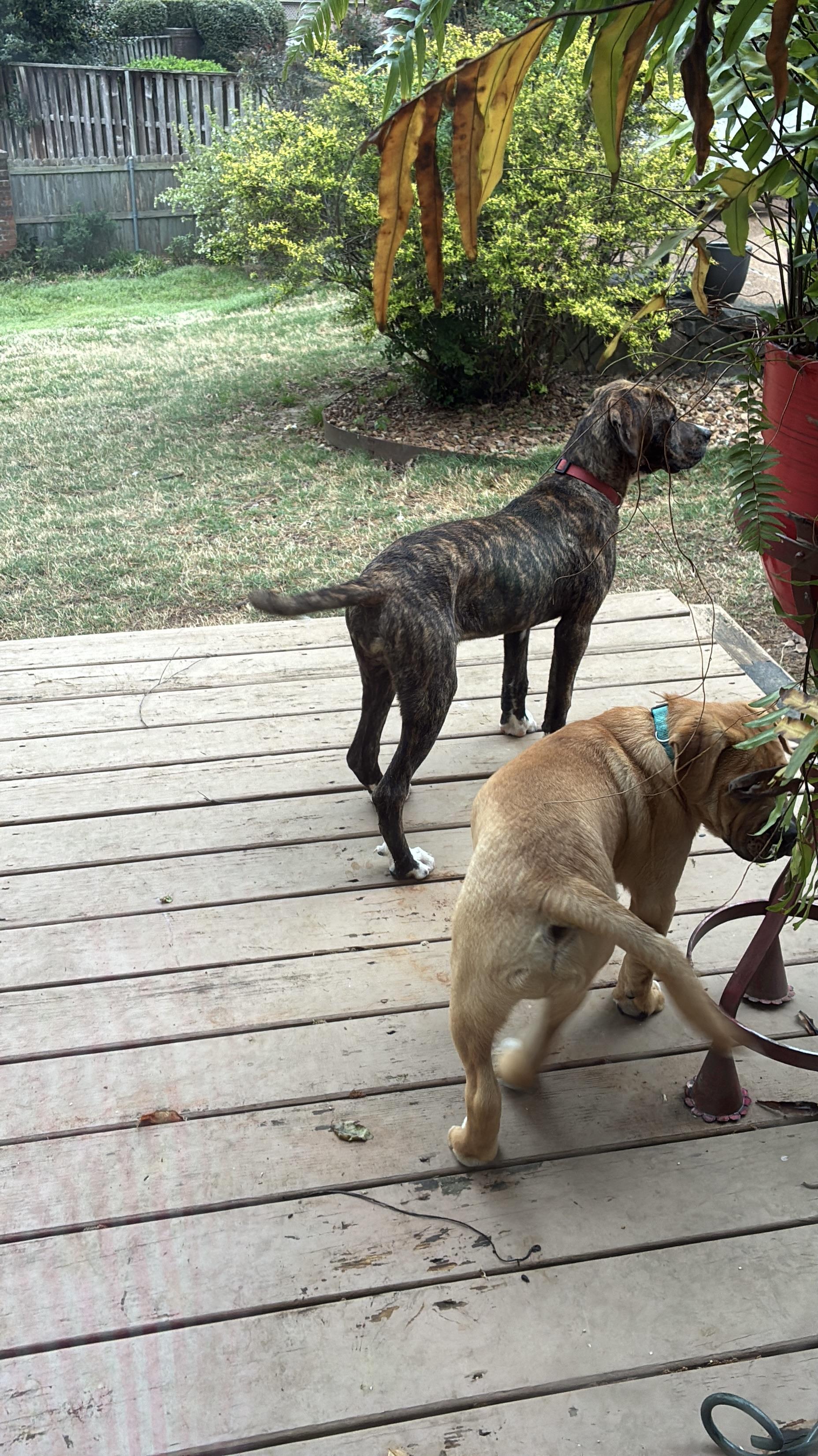 Enlarge Phoenix , a Adoptable mixed breed in West Greenwich , RI image 3/5