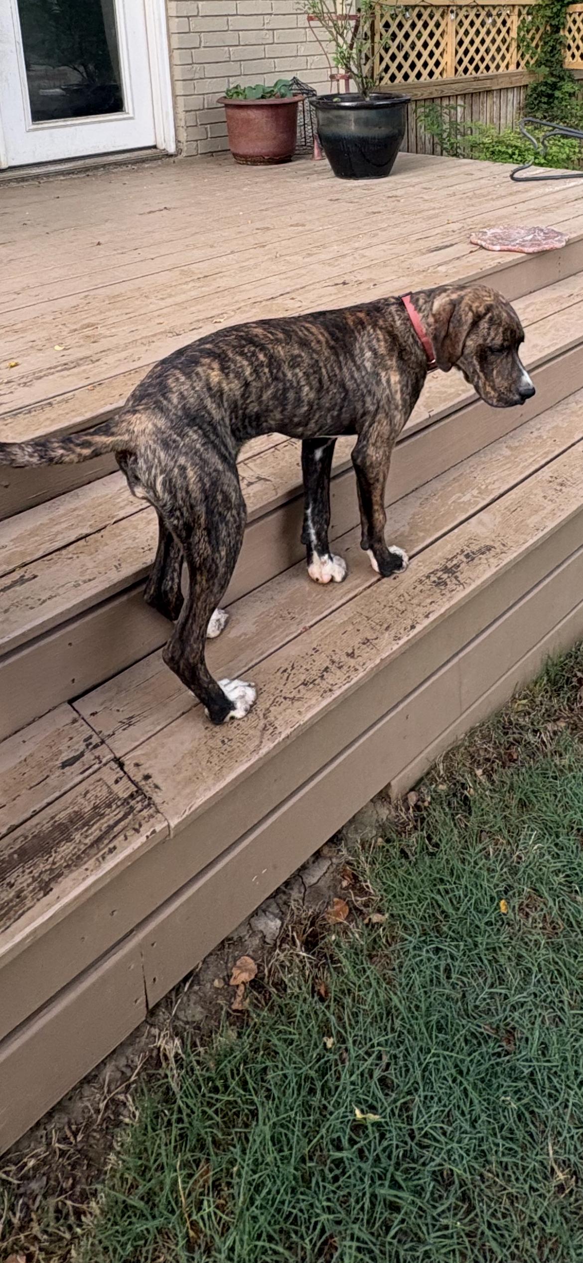 Phoenix , a Adoptable mixed breed in West Greenwich , RI image 5/6