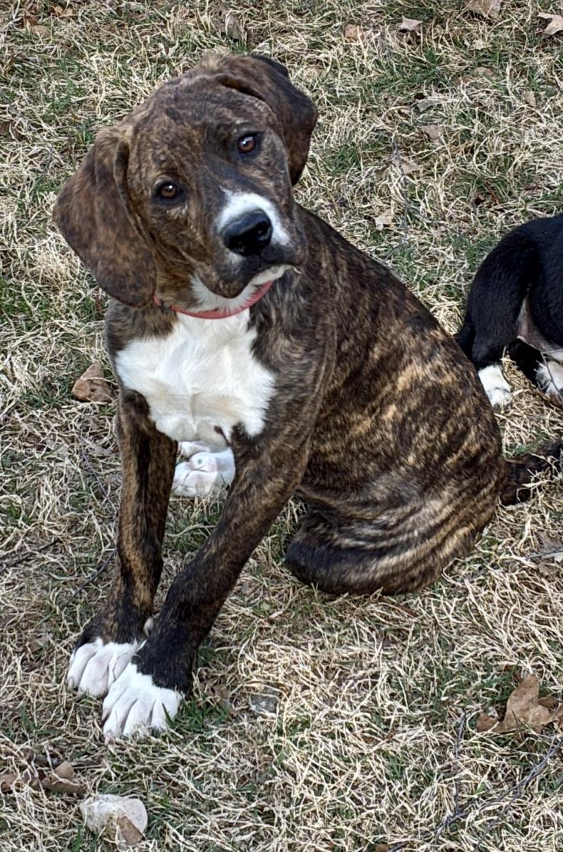 Enlarge Phoenix , a Adoptable mixed breed in West Greenwich , RI image 1/5