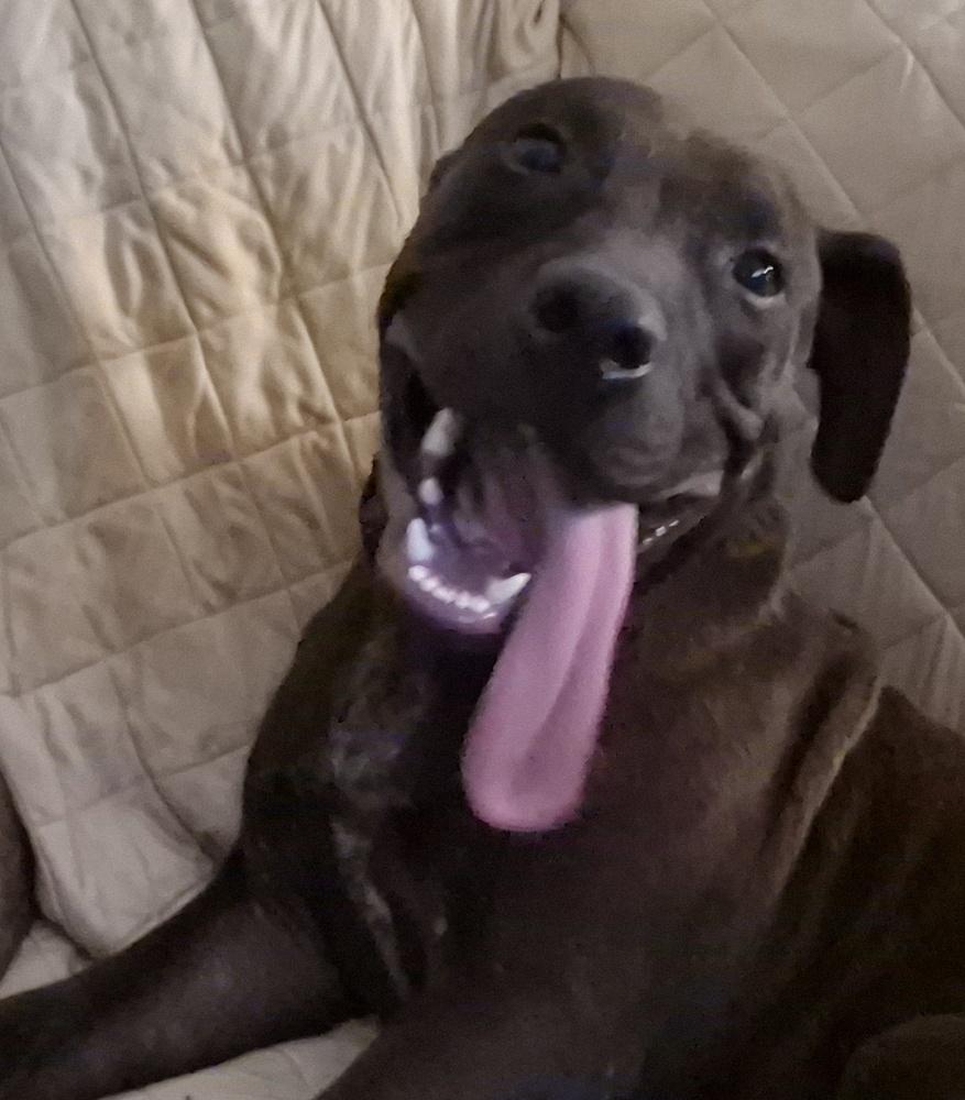 ROCKET, Adoptable, Puppy Male Labrador Retriever & Pit Bull Terrier.
