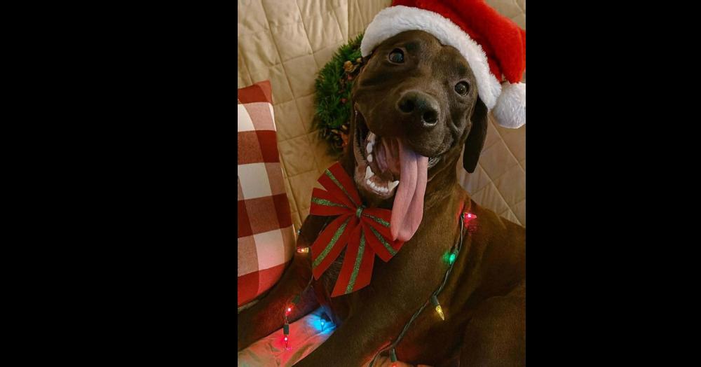 Enlarge ROCKET, a Adoptable mixed breed in Richmond, TX image 2/4