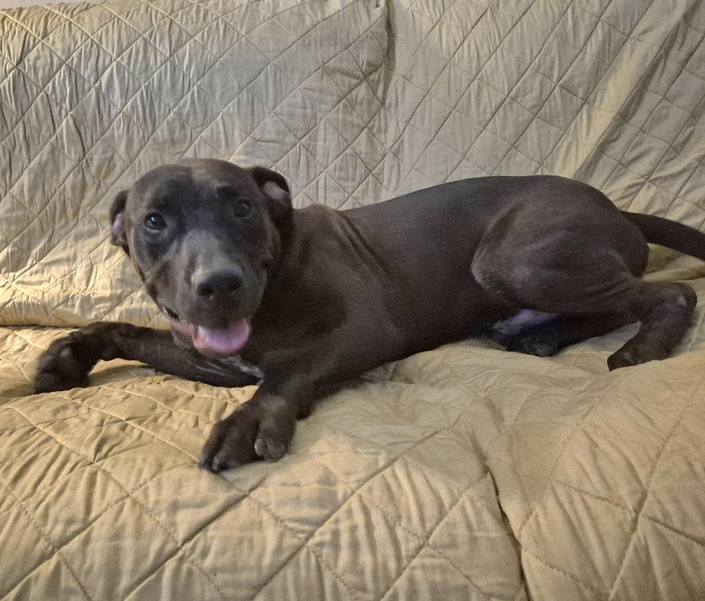 Enlarge ROCKET, a Adoptable mixed breed in Richmond, TX image 3/4