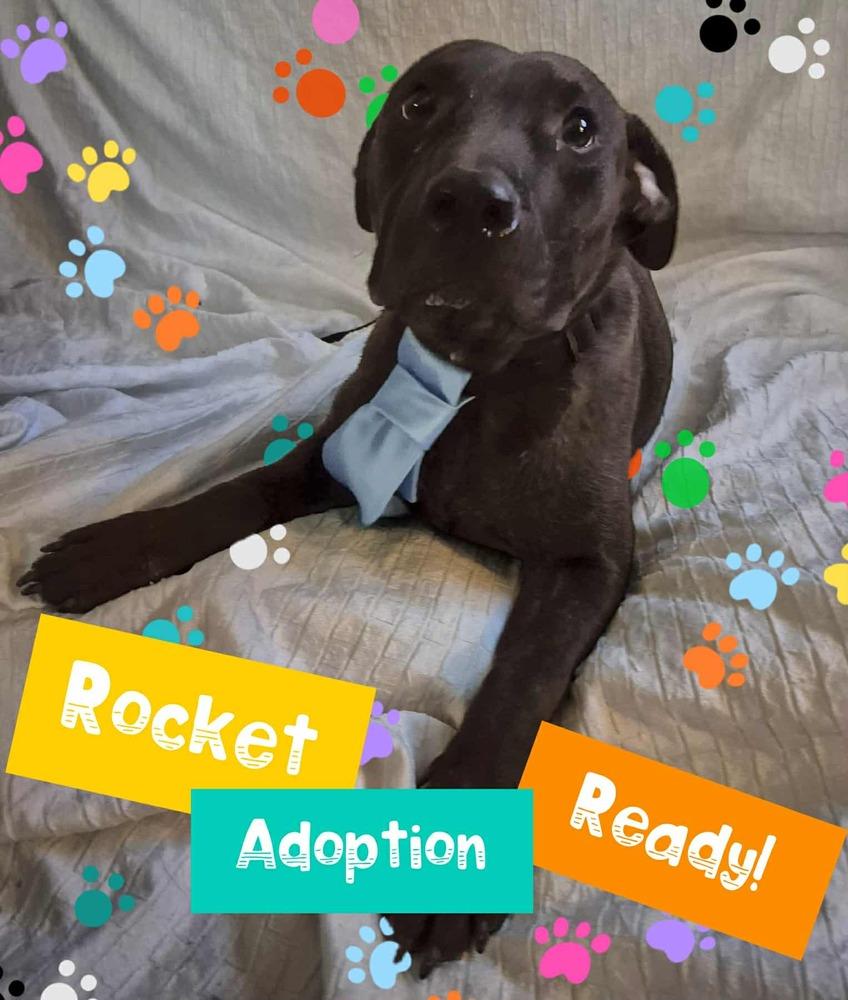 Enlarge ROCKET, a Adoptable mixed breed in Richmond, TX image 4/4