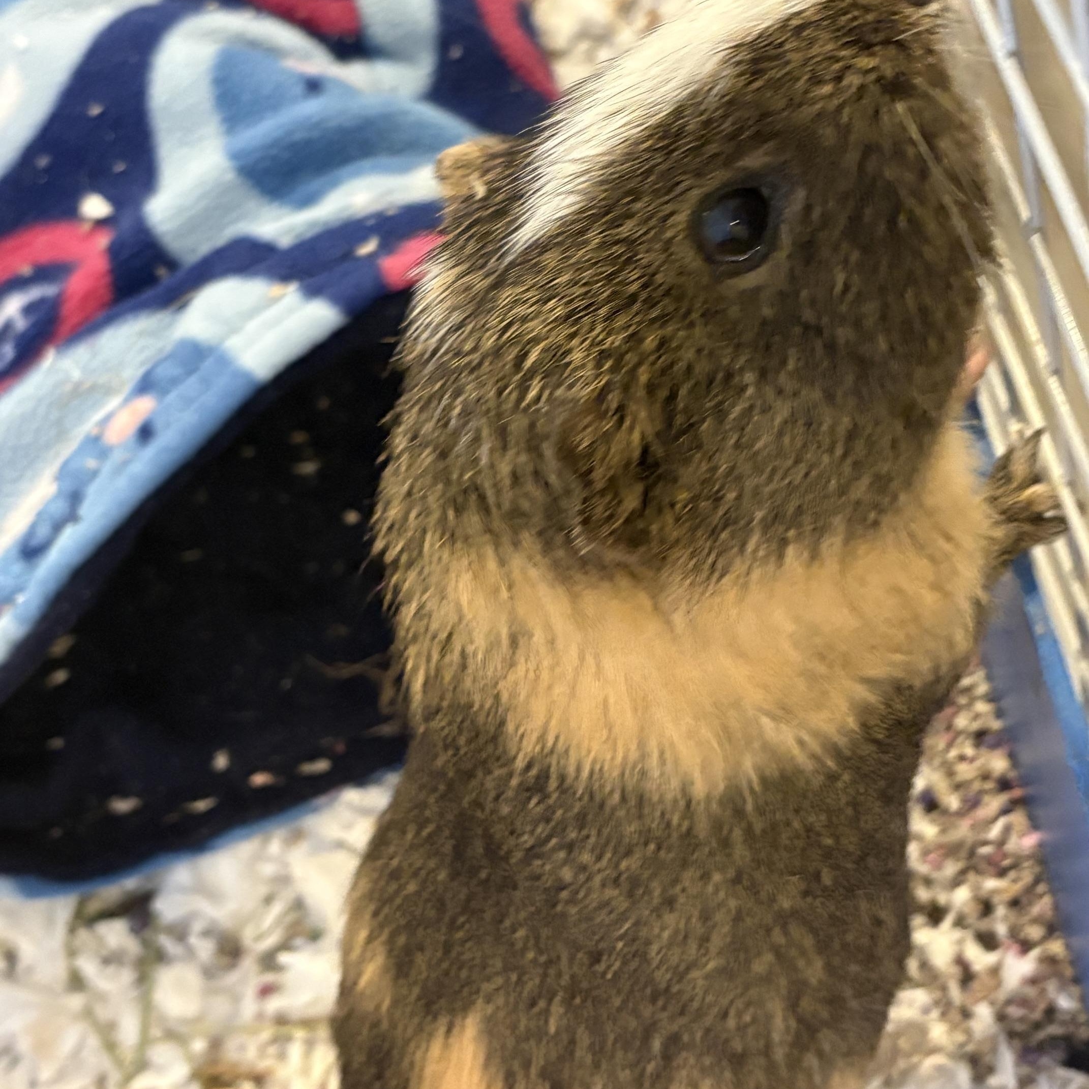 Sonic, ADOPTABLE, Senior Male Short-Haired.