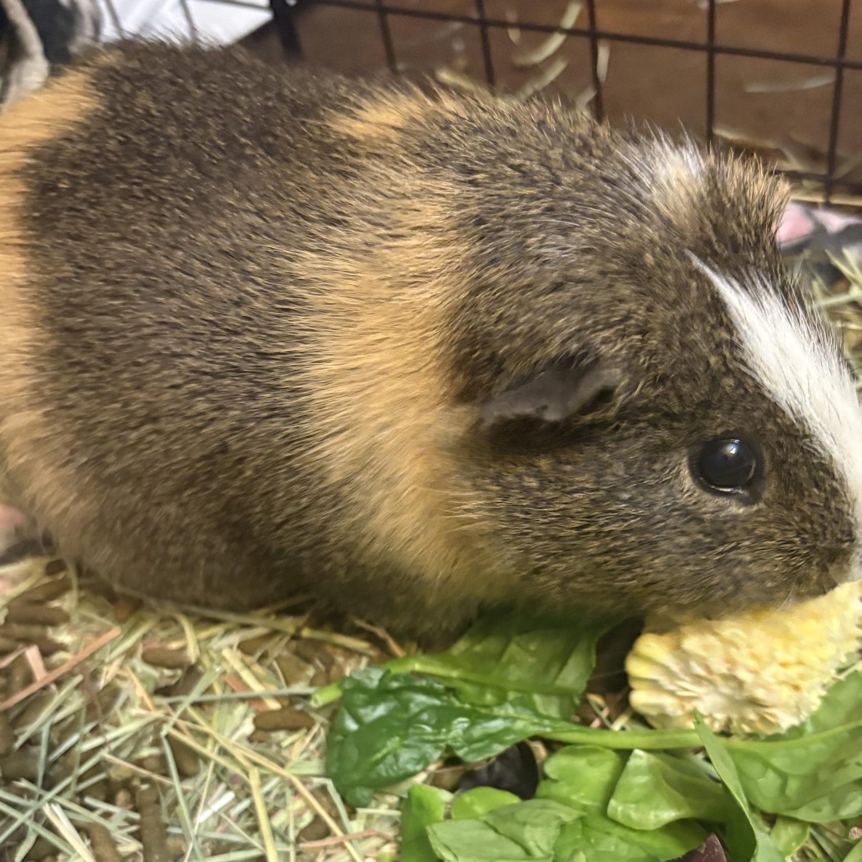 Enlarge Sonic, a ADOPTABLE Short-Haired in Wellington, CO image 2/2