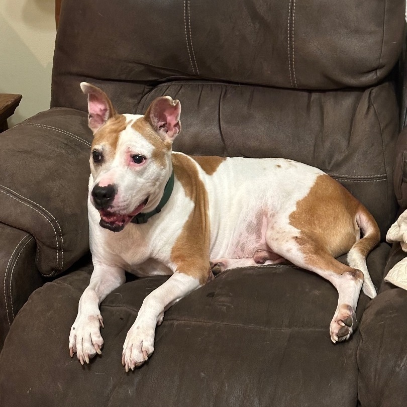 Petey aka "Sweetie Petey", a Adoptable mixed breed in New Britain, CT image 4/6