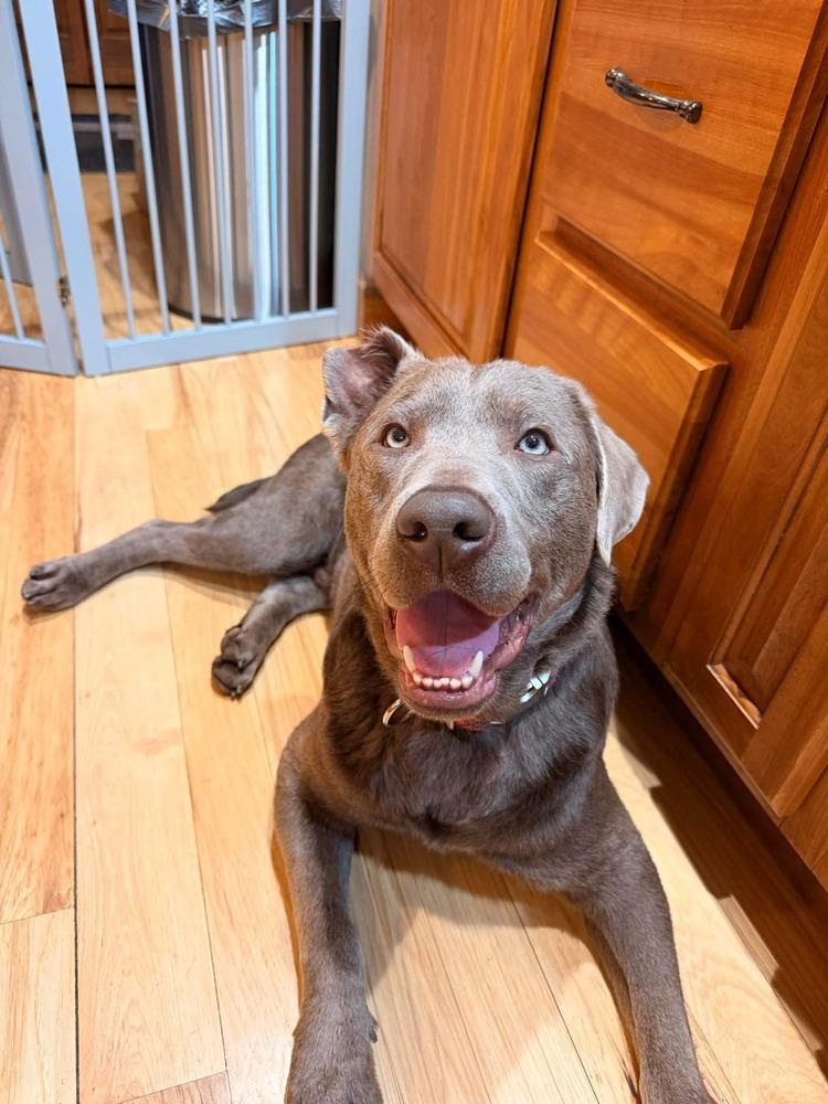 Hondo, Adoptable, Young Male Labrador Retriever.