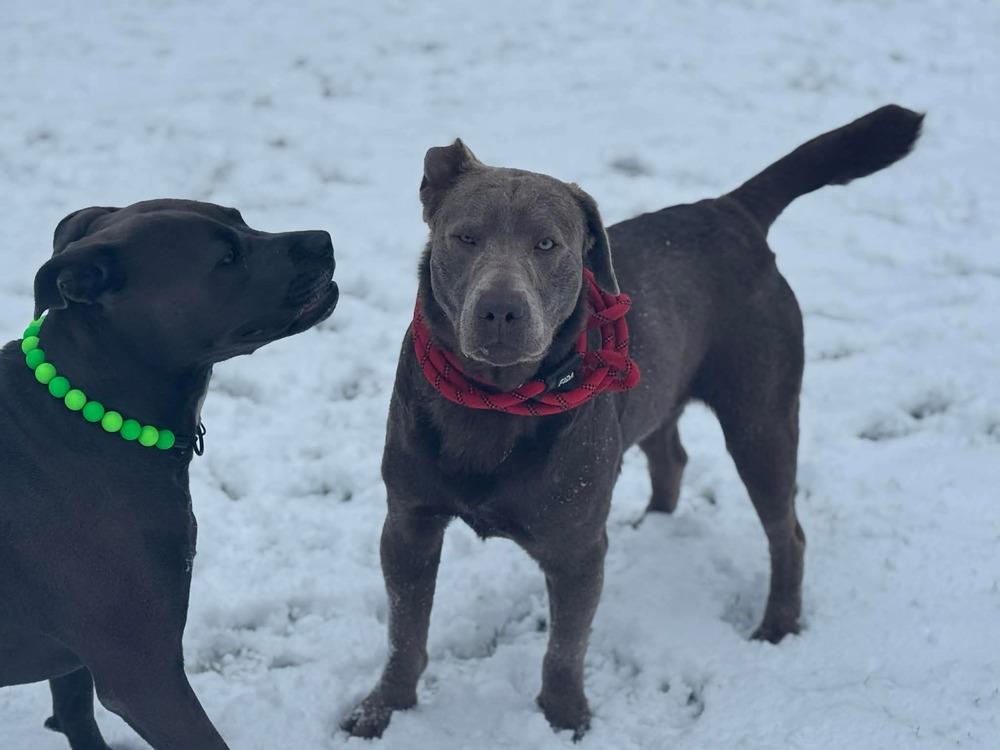 Enlarge Hondo, a Adoptable Labrador Retriever in Madison, WI image 2/6